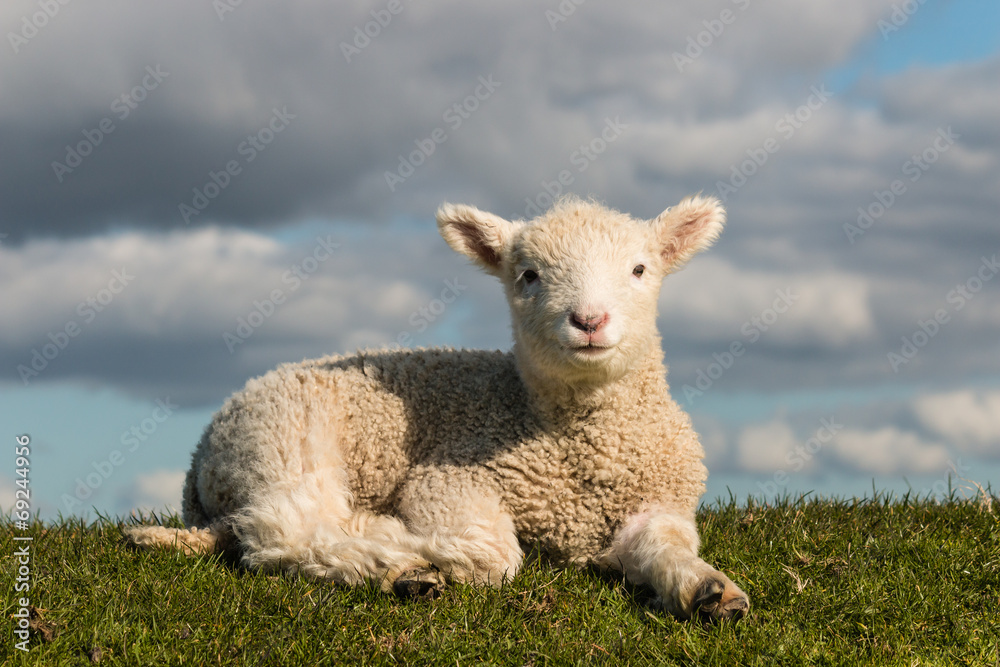 Naklejka premium basking little lamb