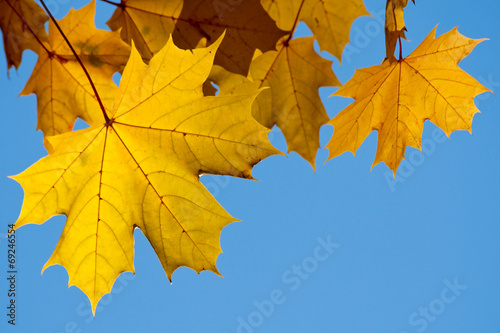 Autumn maple yellow foliage on a branch