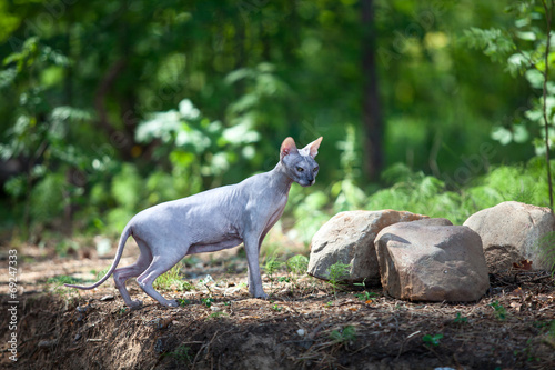 Sphynx cat walks through the woods photo