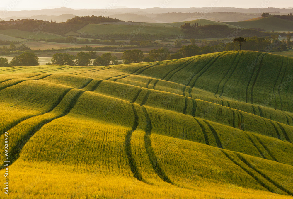 Field of wheat in the rays of the rising sun. Tuscany.