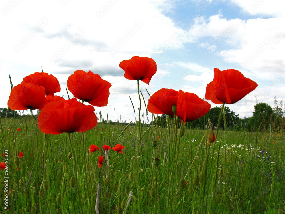 Obraz premium Kwitnące czerwone maki (papaver) na zielonym polu