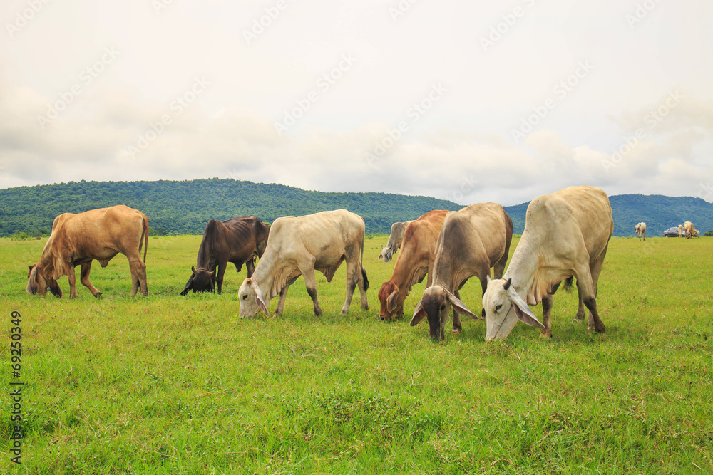Cows grazing on a green lush meadow Cows grazing on a green lush meadow