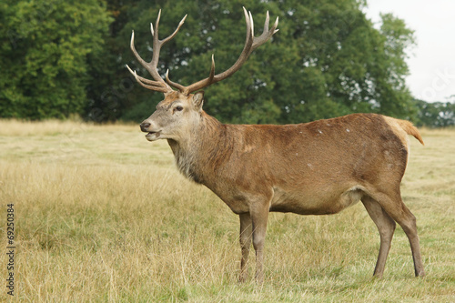 Red Deer, Deer, Cervus elaphus © Maciej Olszewski