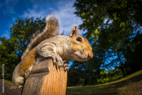 Grey Squirrel on a park bench