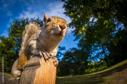 Grey Squirrel close up on a park bench in London