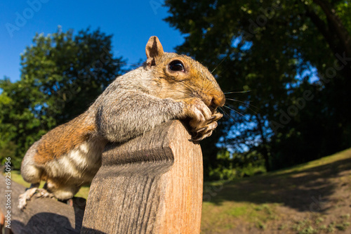 Grey Squirrel close up on a park bench in London
