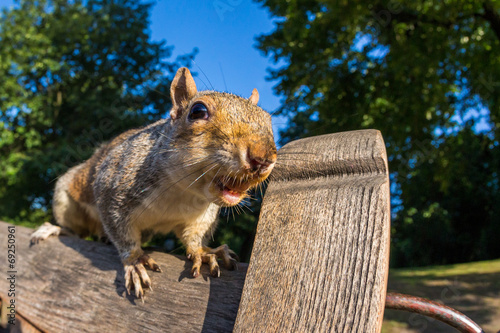 Grey Squirrel on a park bench