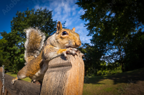 Grey Squirrel on a park bench