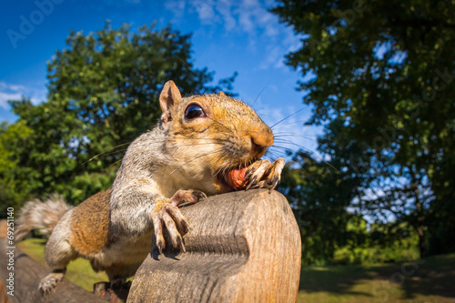 Grey Squirrel on a park bench in London