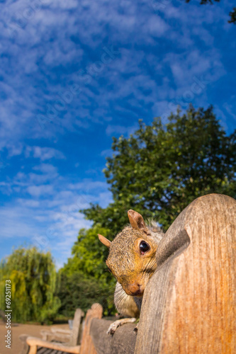 Grey Squirrel close up on a park bench in London