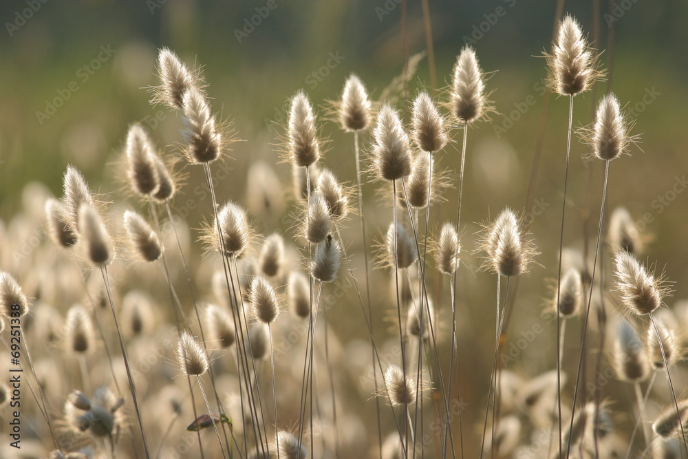 großes weizenfeld mit blumen großes weizenfeld mit blumen