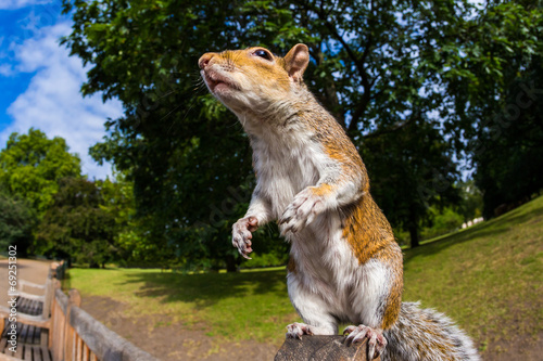 Grey Squirrel on a park bench in London