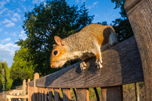 Grey Squirrel on a park bench