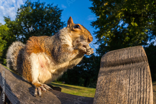 Grey Squirrel on a park bench in London