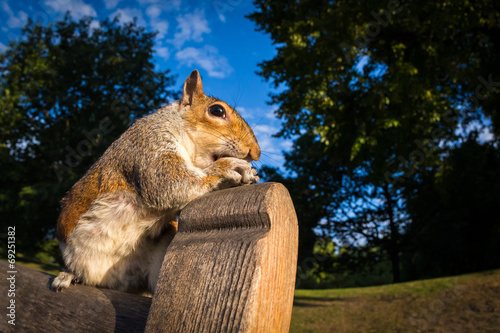 Grey Squirrel on a park bench