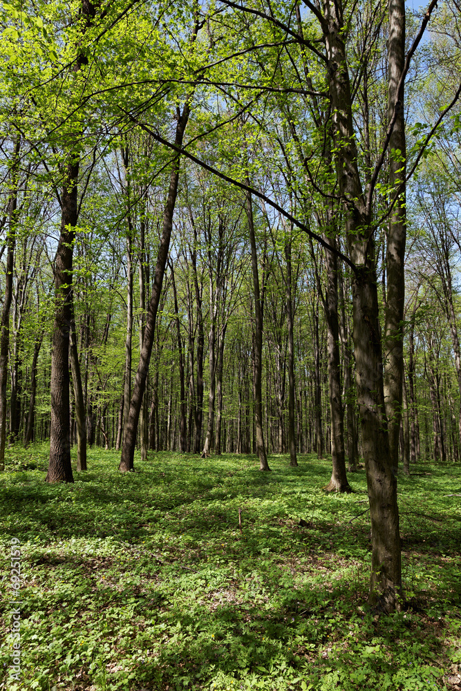 Fototapeta premium green forest landscape in the morning