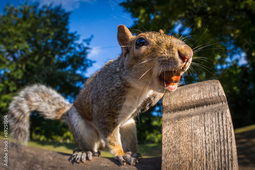 Grey Squirrel on a park bench