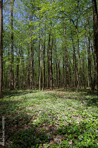 Fototapeta Naklejka Na Ścianę i Meble -  Violet clearing in the woods. Spring forest landscape.