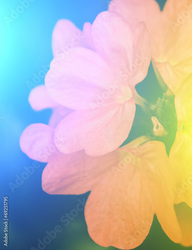 vivid colors beautiful floral in soft style.For art texture or w