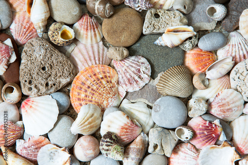 Background of sea shells