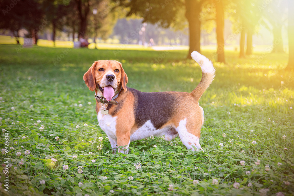 Beautiful beagle dog in the park on sunset