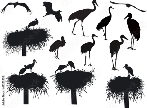 storks and cranes isolated on white