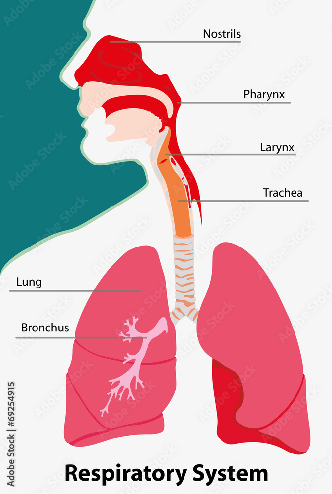Obraz premium Anatomy of the respiratory system terrestrial vertebrates