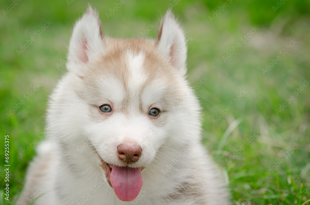 Close up of siberian hisky puppy