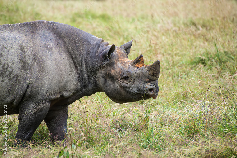 Black rhinoceros diceros bicornis michaeli in captivity Black rhinoceros diceros bicornis michaeli in captivity