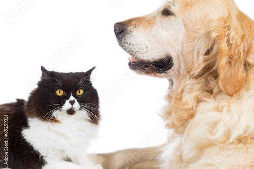 Fototapeta Naklejka Na Ścianę i Meble -  Persian Cat With Golden Retriever Dog