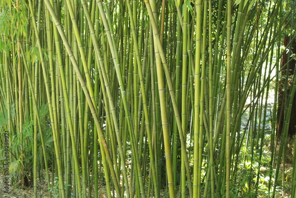 Fototapeta premium bambus