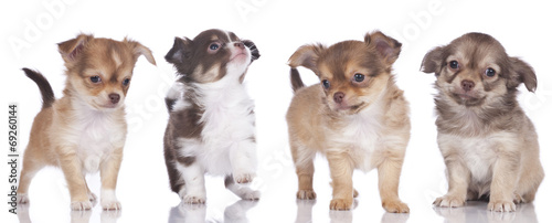 Fototapeta Naklejka Na Ścianę i Meble -  Vier Chihuahua Welpen