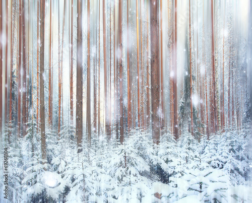 pine forest, winter, snow © kichigin19