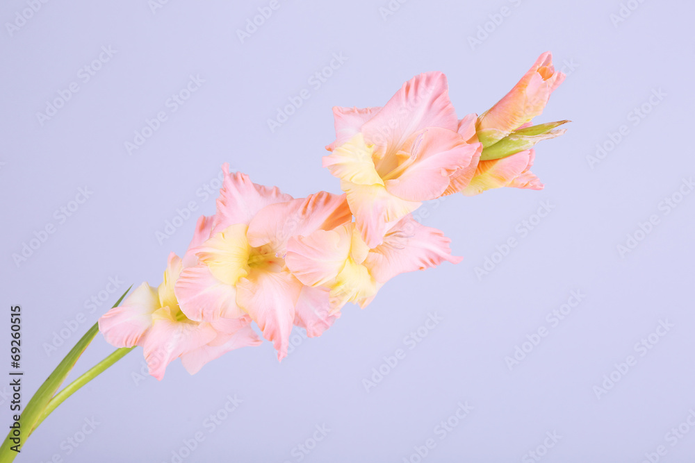 beautiful gladiolus flowers on light color background beautiful gladiolus flowers on light color background