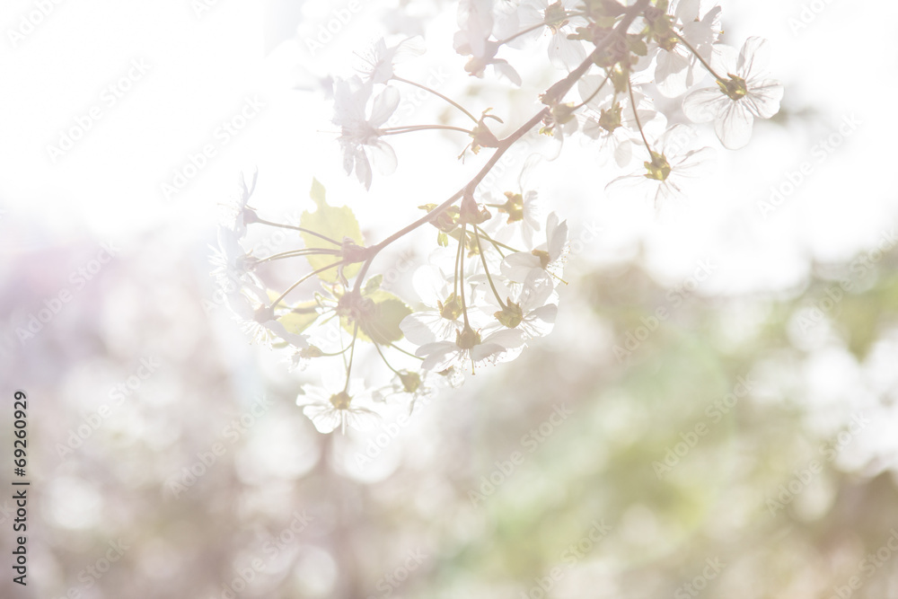 Naklejka premium Cherry blossoms on a branch in the sunshine