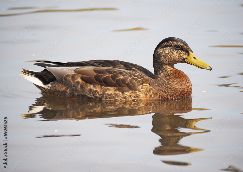 duck on the lake duck on the lake