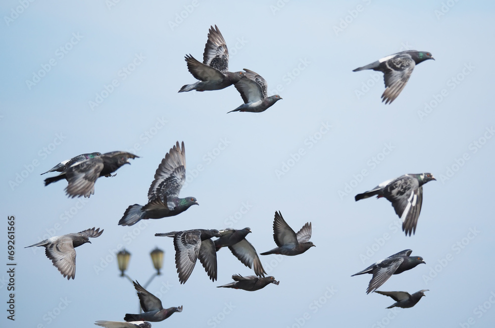Naklejka premium flock of pigeons in flight