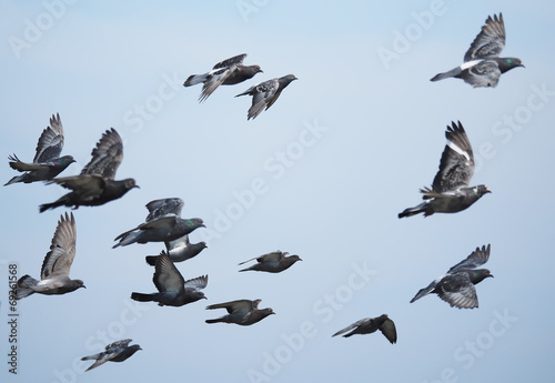 flock of pigeons in flight © enskanto