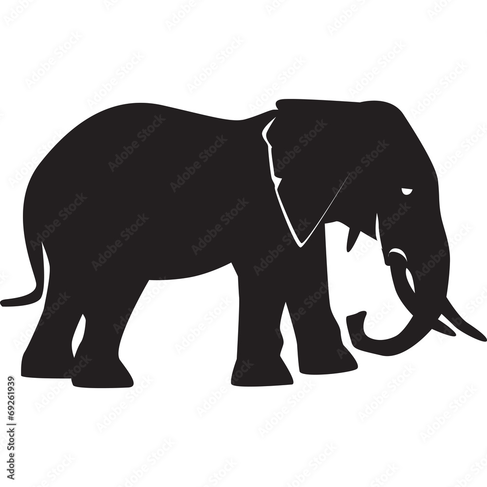 Fototapeta premium elefante