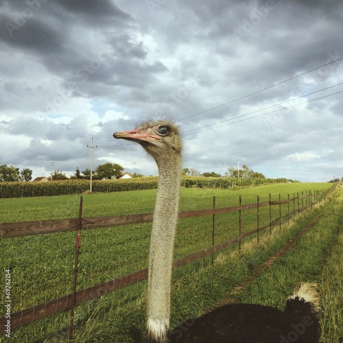 vogel strauß