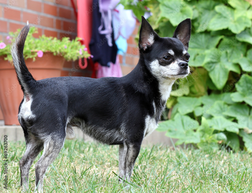 chihuahua dog.. chihuahua dog..