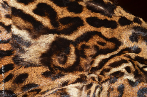 фотографія pelliccia di ocelot con immagine di cinghiale