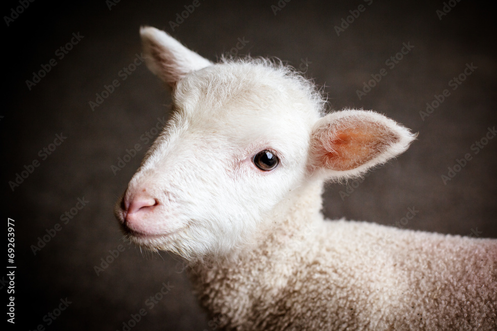 Obraz premium Baby Lamb Face