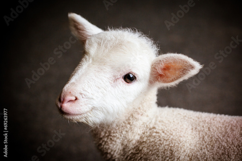 Canvas Print Baby Lamb Face