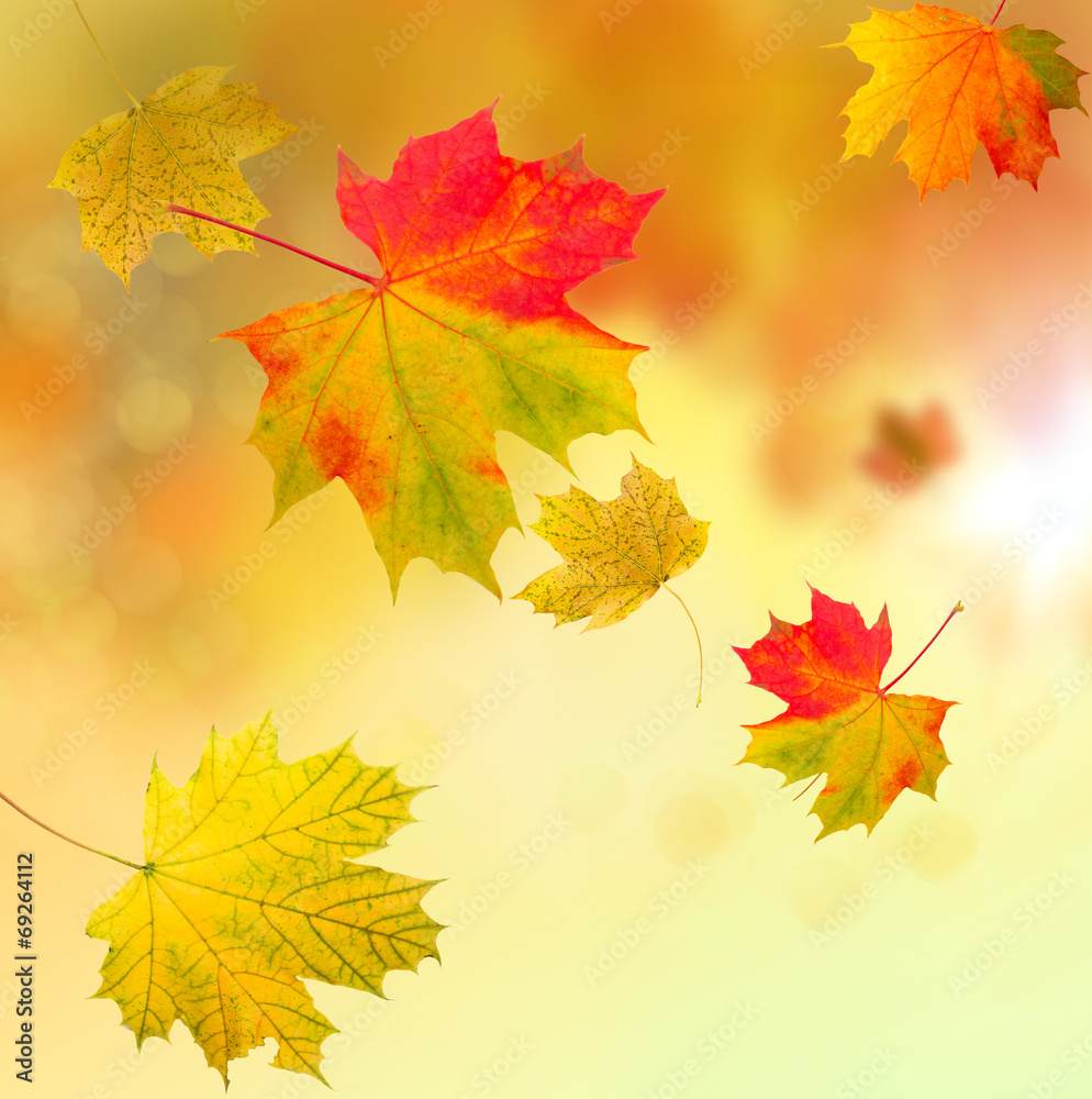 Ahornblätter im Wind