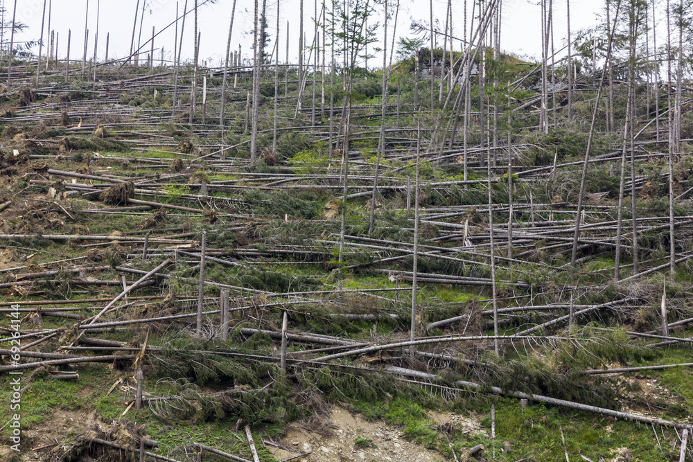 forest of fallen spruce trees forest of fallen spruce trees