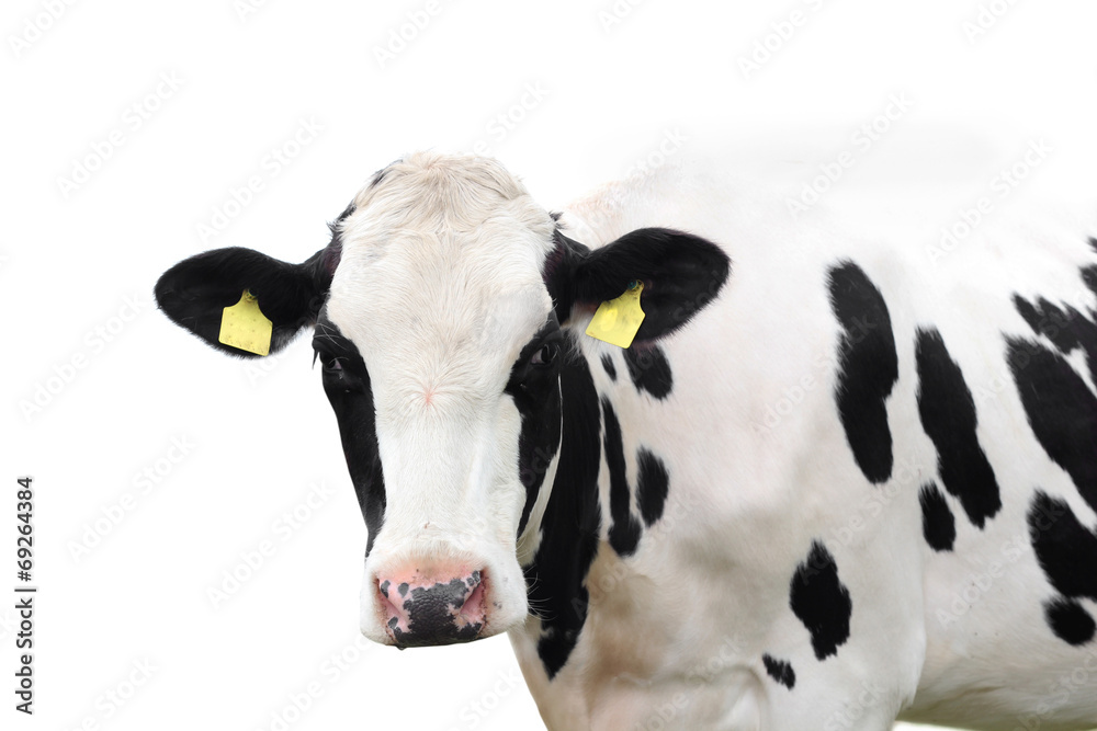 cow isolated on a white background