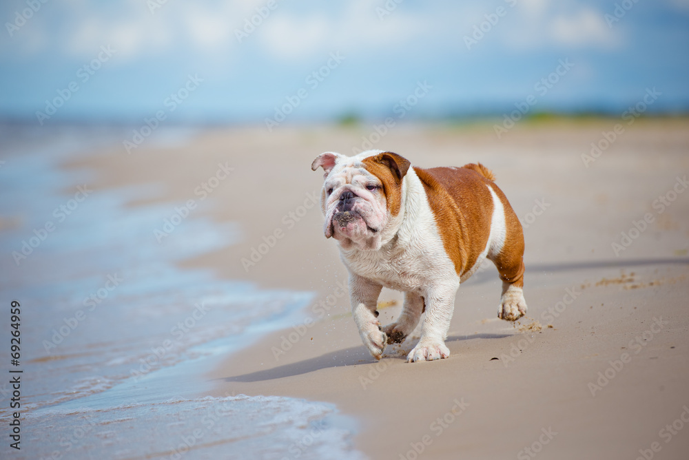 english bulldog on the beach