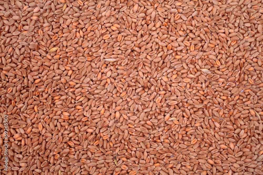 Wheat background view from the top close up Wheat background view from the top close up