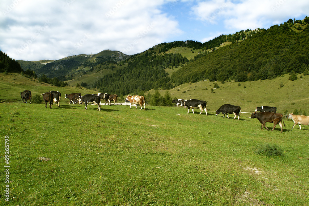 Mucche al pascolo Mucche al pascolo